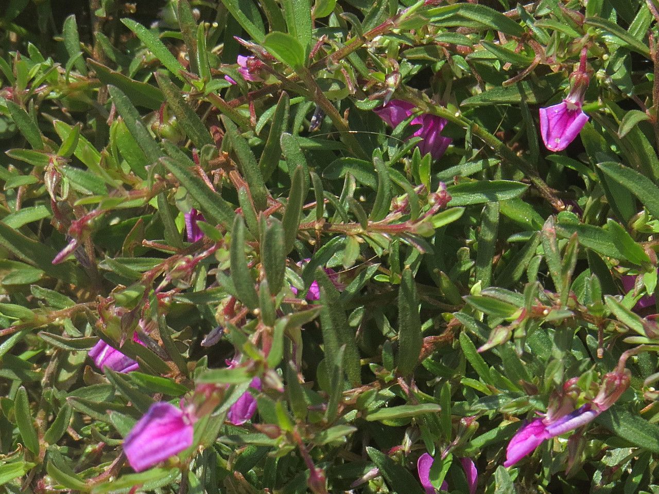 Hybanthus enneaspermus flower