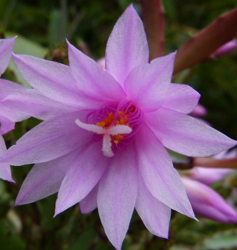 Rhipsalidopsis rosea flower