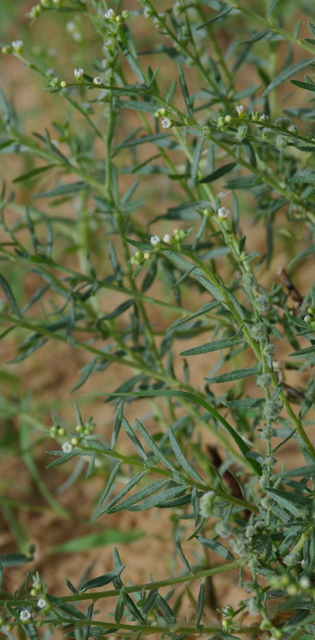 Heliotropium strigosum — search result for 'Heliotropium'