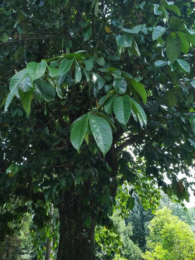 Eusideroxylon zwageri leaf