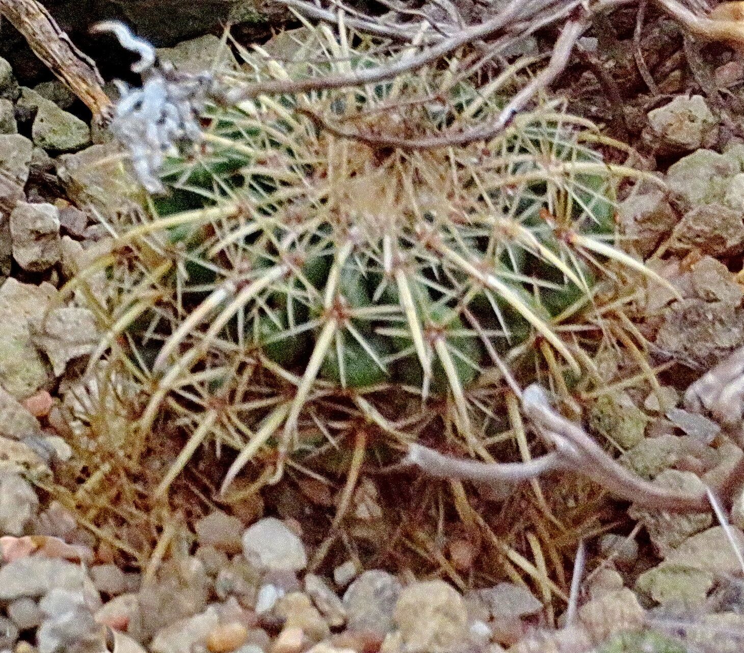 Parodia schwebsiana — houseplant care guide