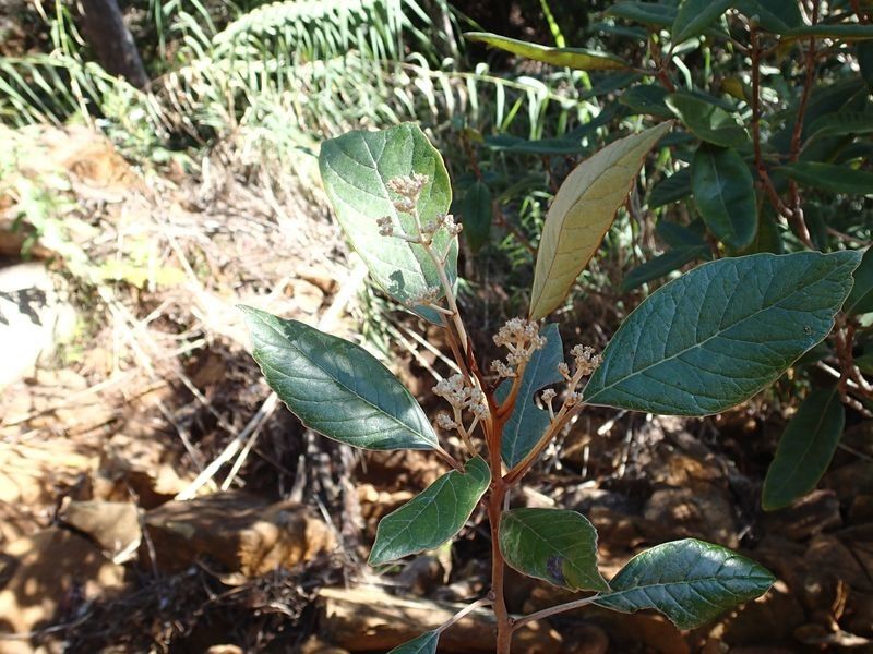 Argophyllum latifolium habit