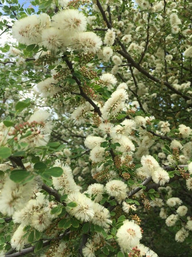 Acacia mellifera flower
