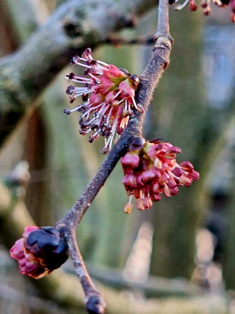 Parrotia persica flower