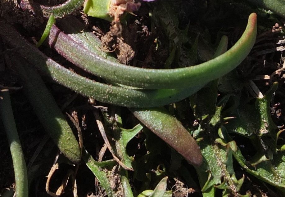 Calandrinia affinis — related species from the same genus