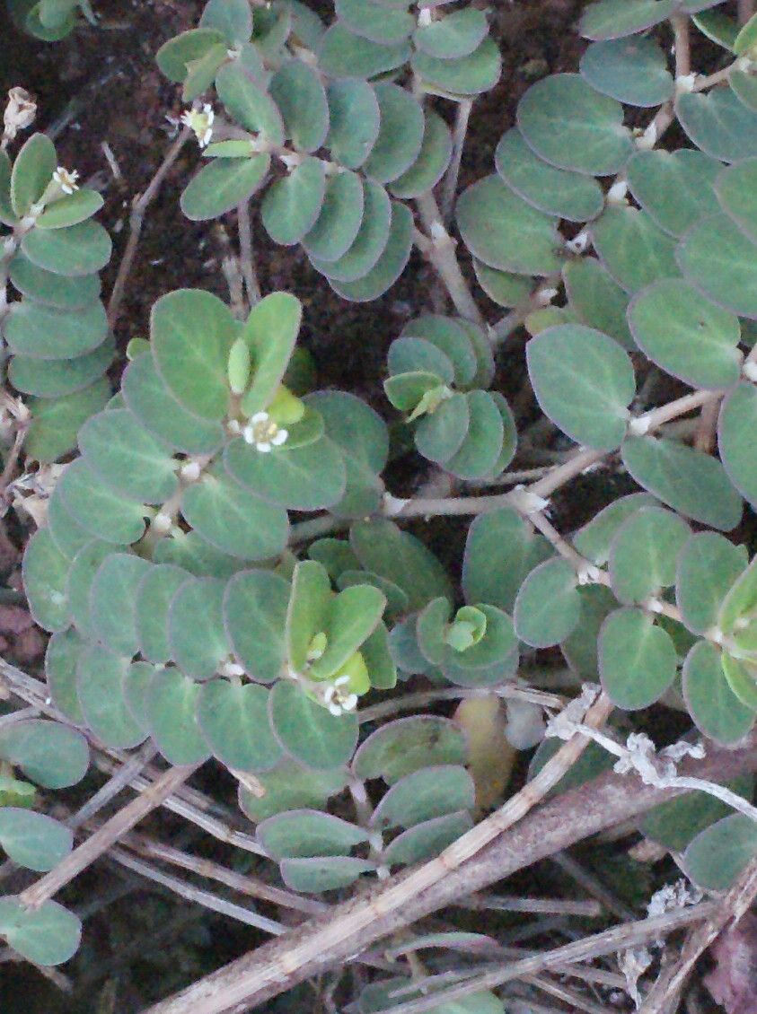 Chamaesyce viridula habit