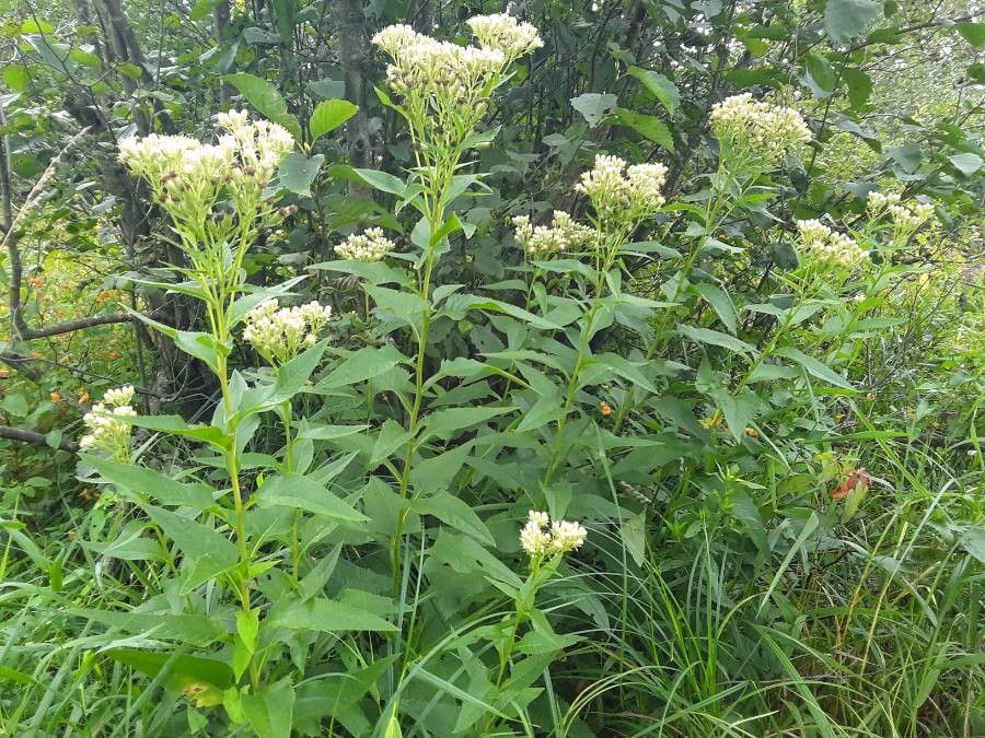 Hasteola suaveolens flower