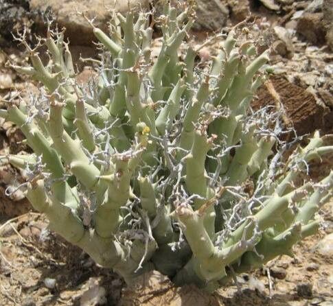 Euphorbia gariepina habit