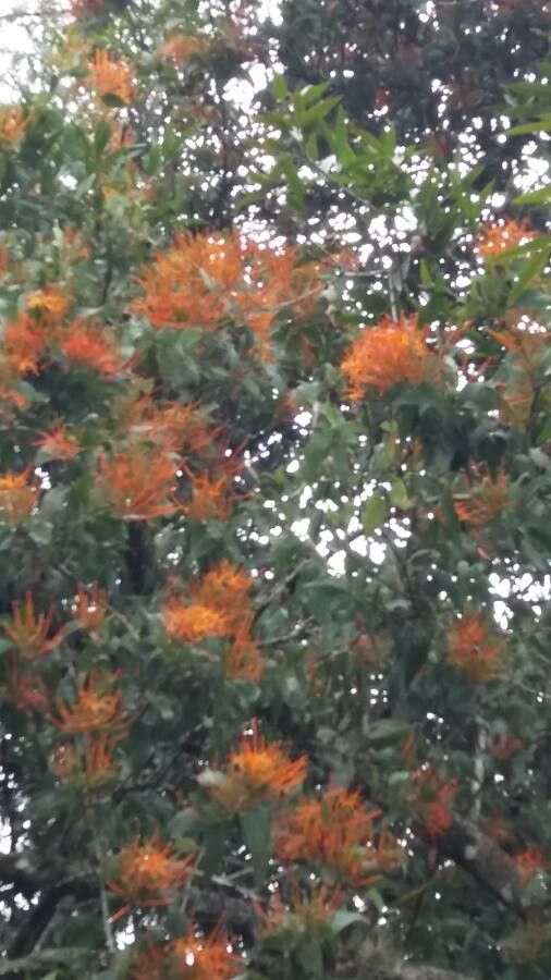 Cuscuta jalapensis flower
