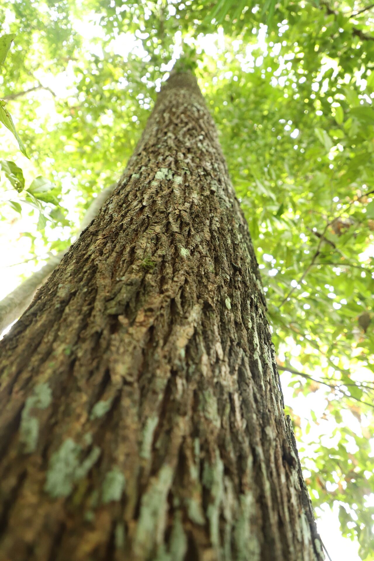 Erythroxylum mannii bark