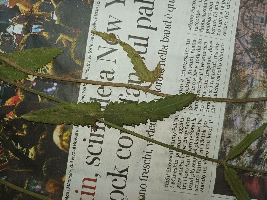 Stachys officinalis leaf