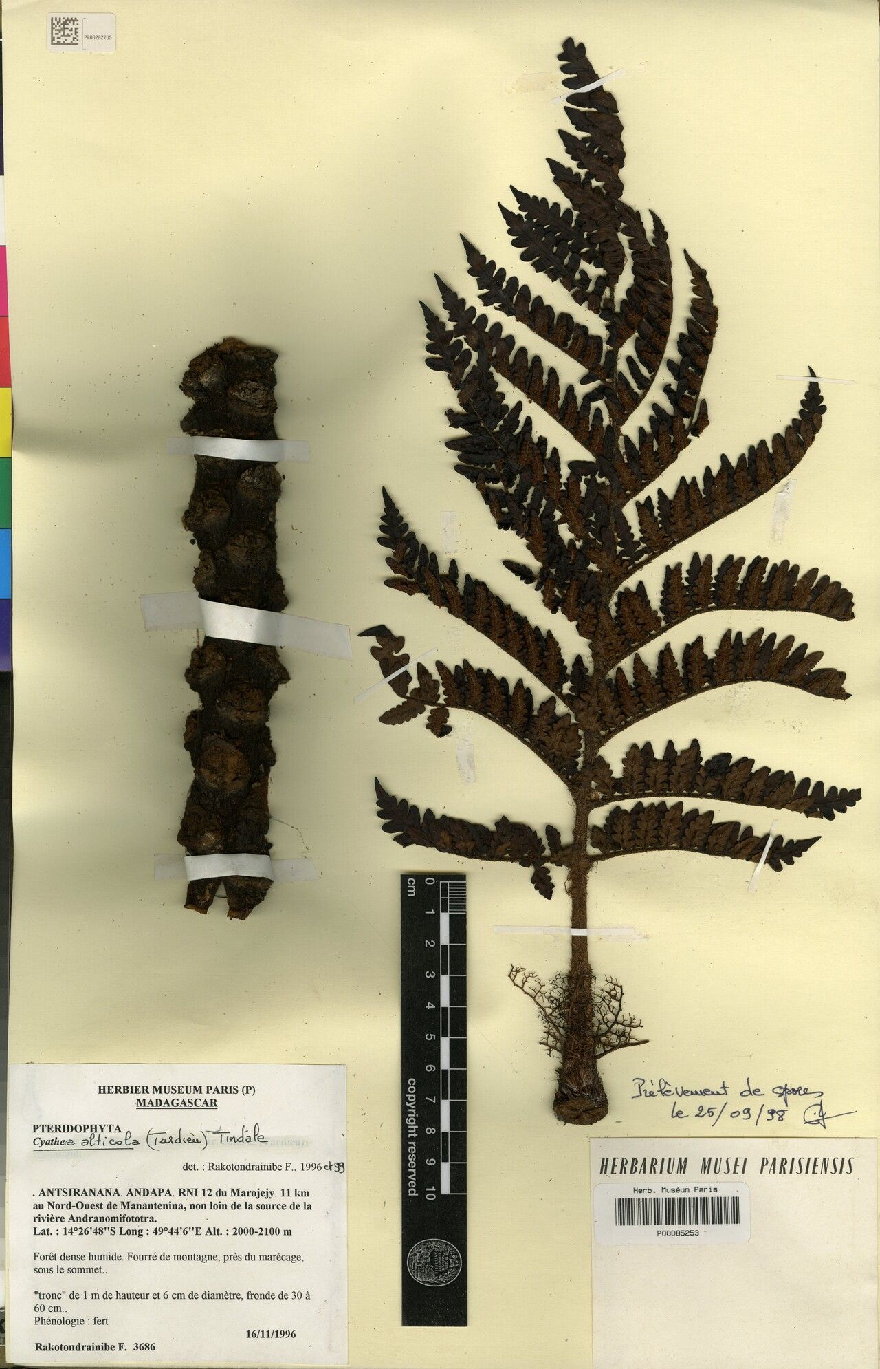 Gymnosphaera alticola — related species from the same genus