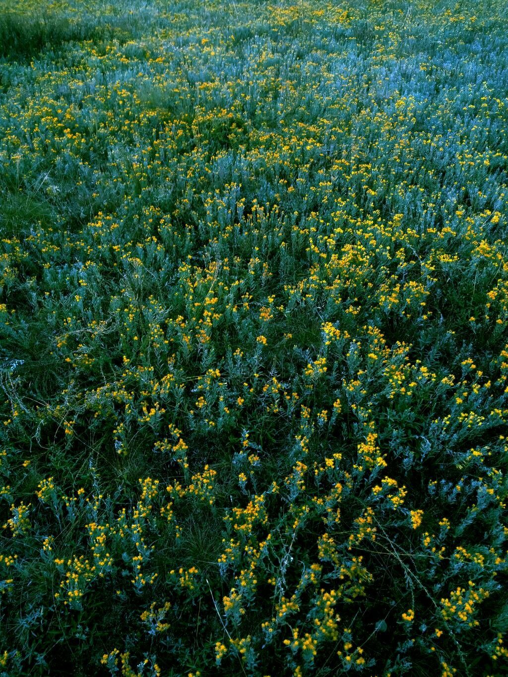 Galatella villosa flower