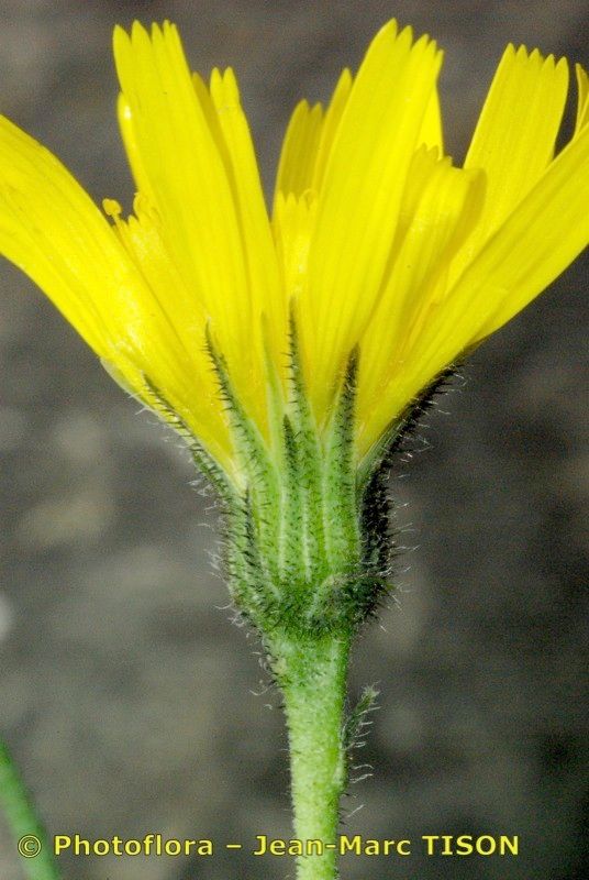 Hieracium atropictum flower