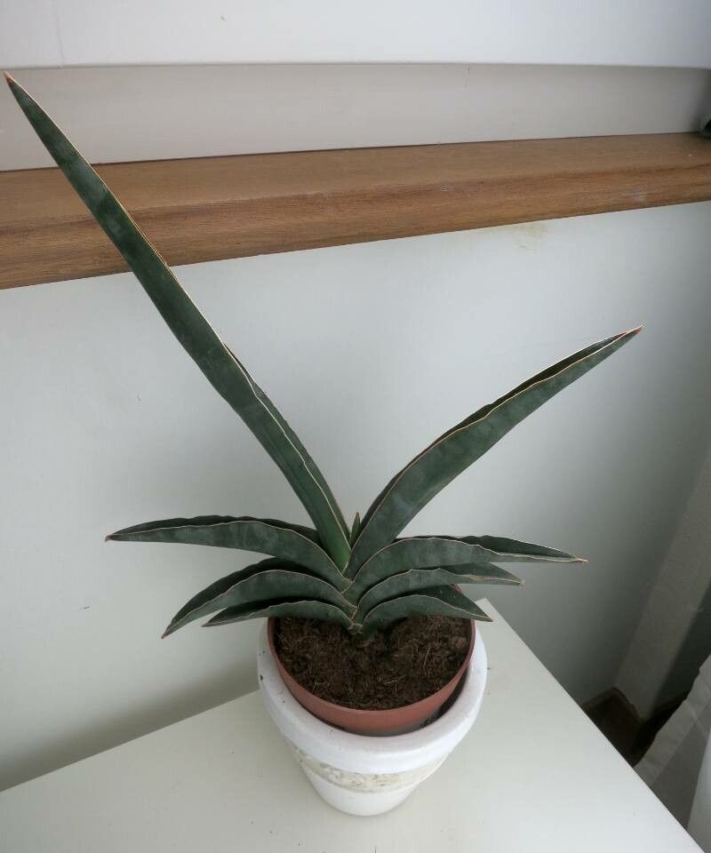 Sansevieria ehrenbergii bark