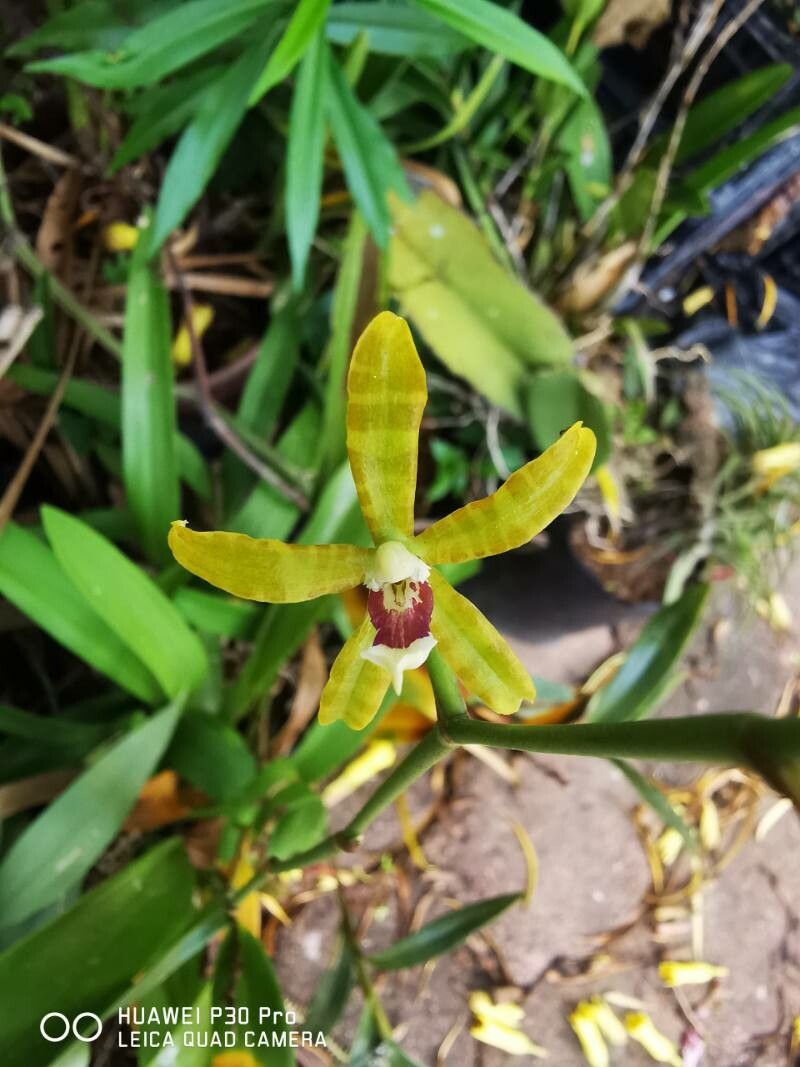 Oncidium stenoglossum flower