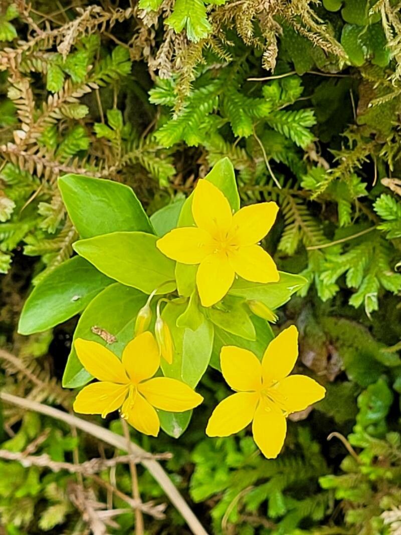 Lysimachia azorica flower