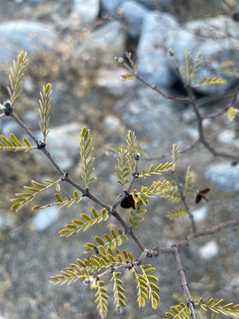 Bulnesia retama leaf