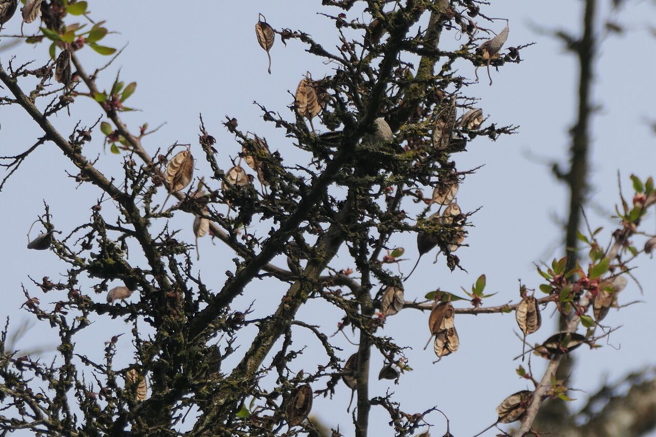 Embothrium coccineum fruit