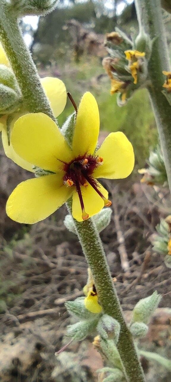 Verbascum rotundifolium flower