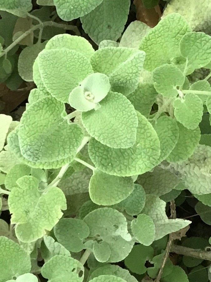 Ballota pseudodictamnus — related species from the same genus