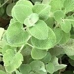 Ballota pseudodictamnus