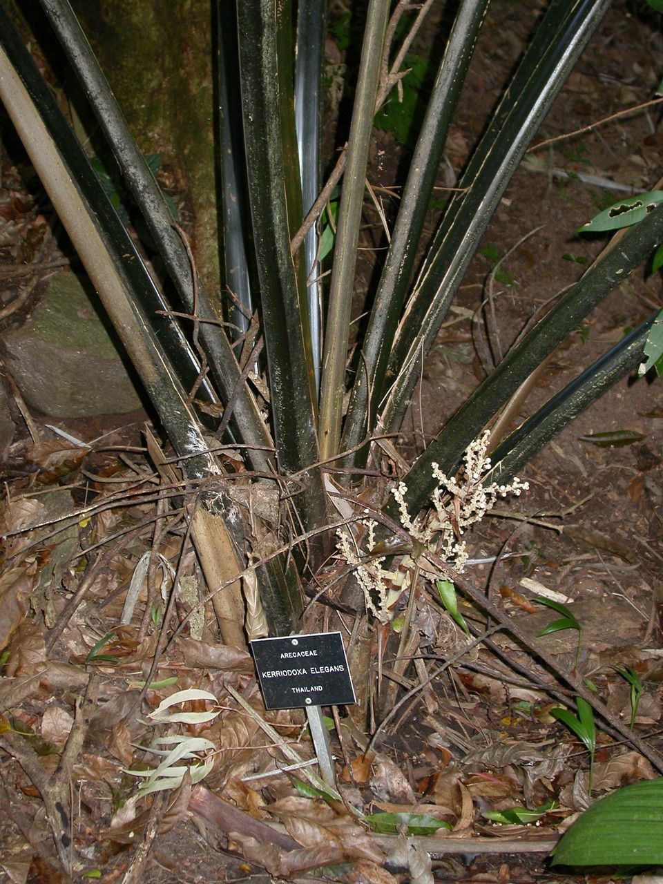 Kerriodoxa elegans flower
