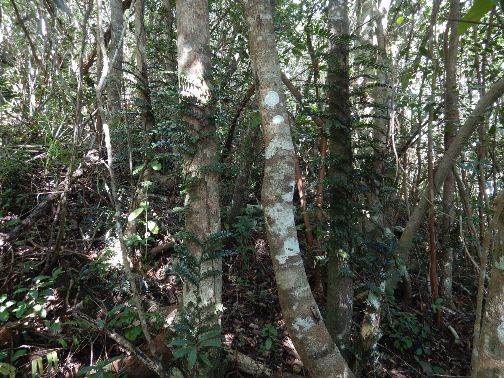 Lomariopsis pollicina — houseplant care guide