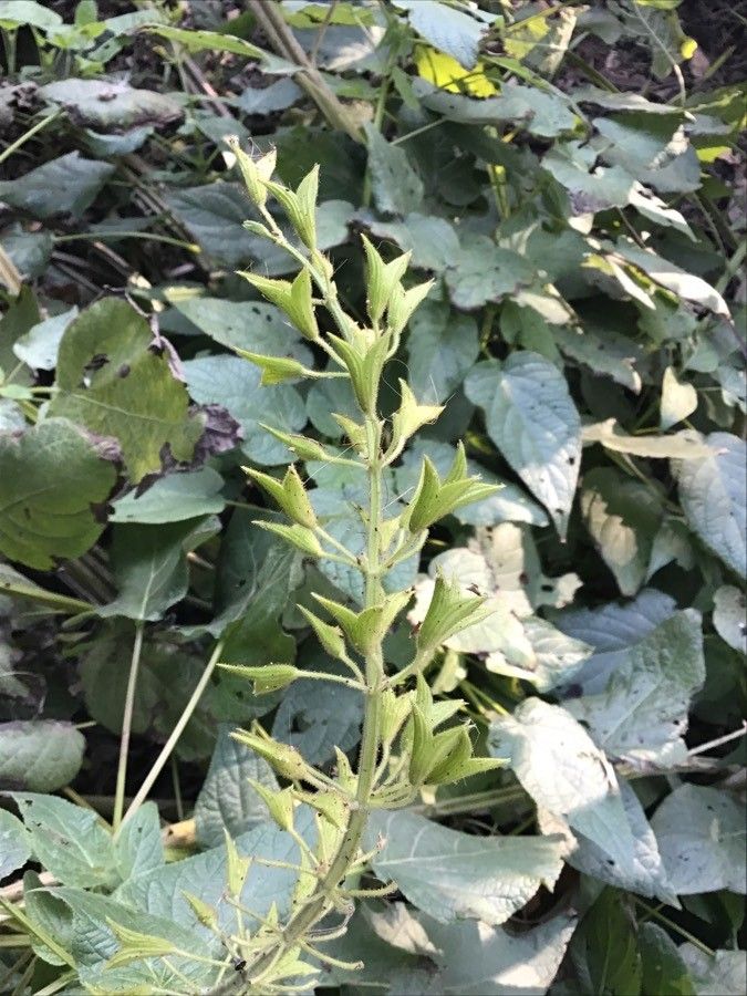 Salvia madrensis other