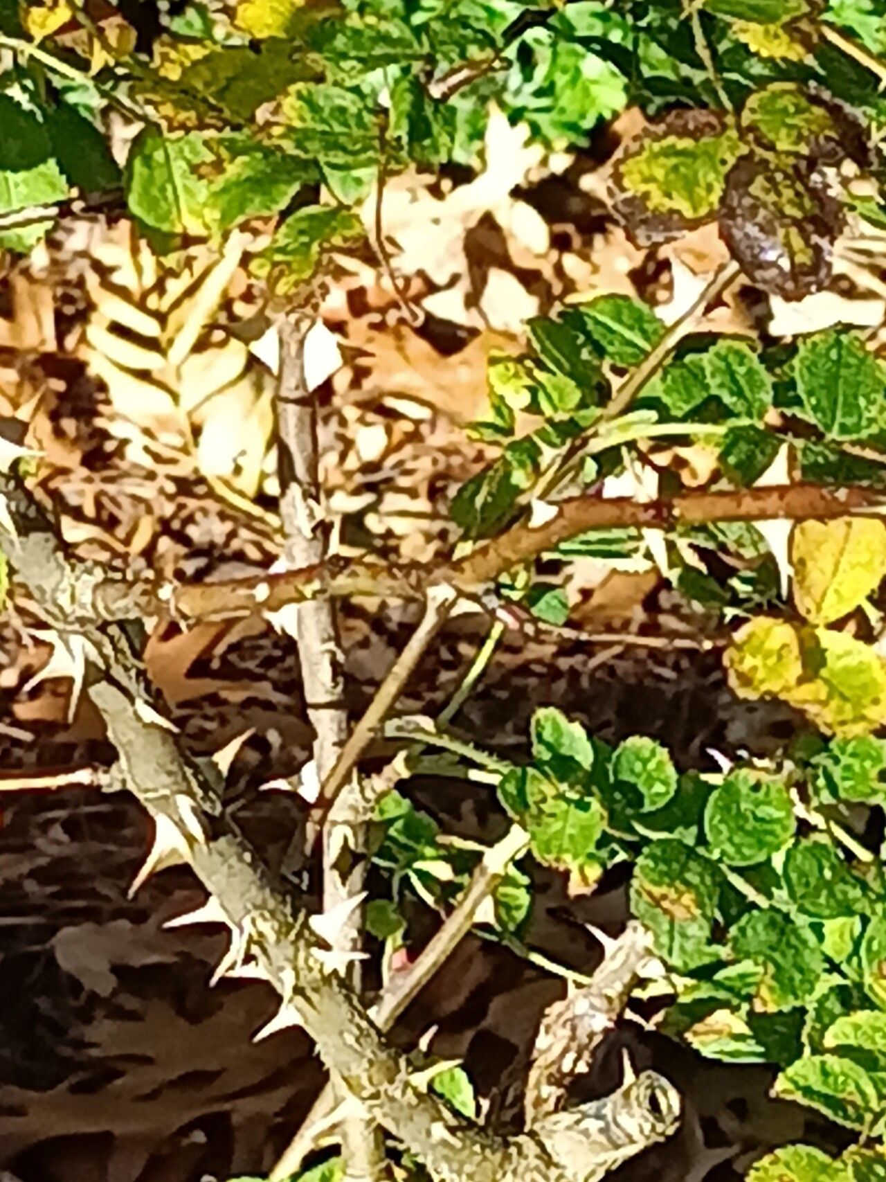 Rosa setipoda bark