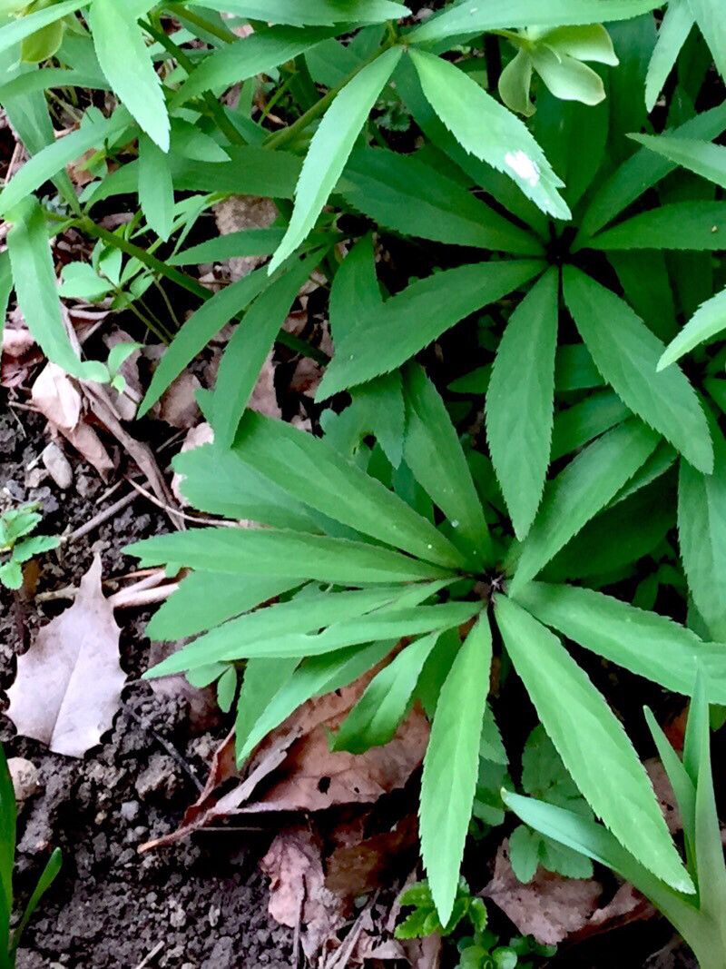 Helleborus dumetorum leaf