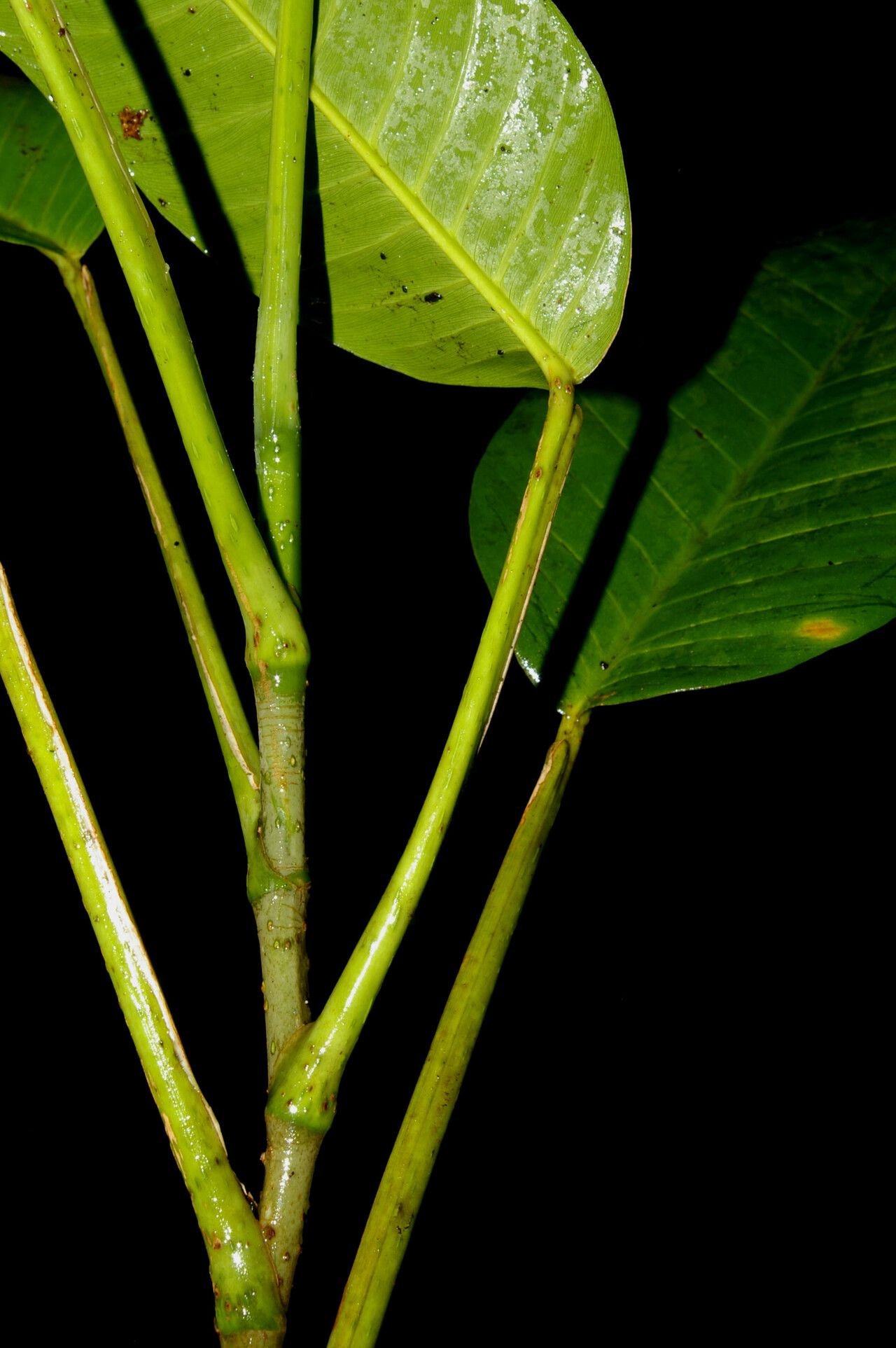 Philodendron inaequilaterum bark