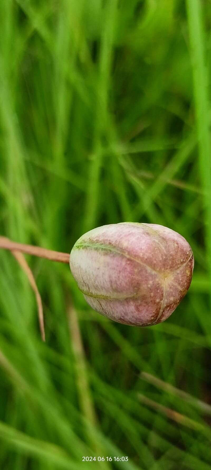 Fritillaria meleagroides fruit