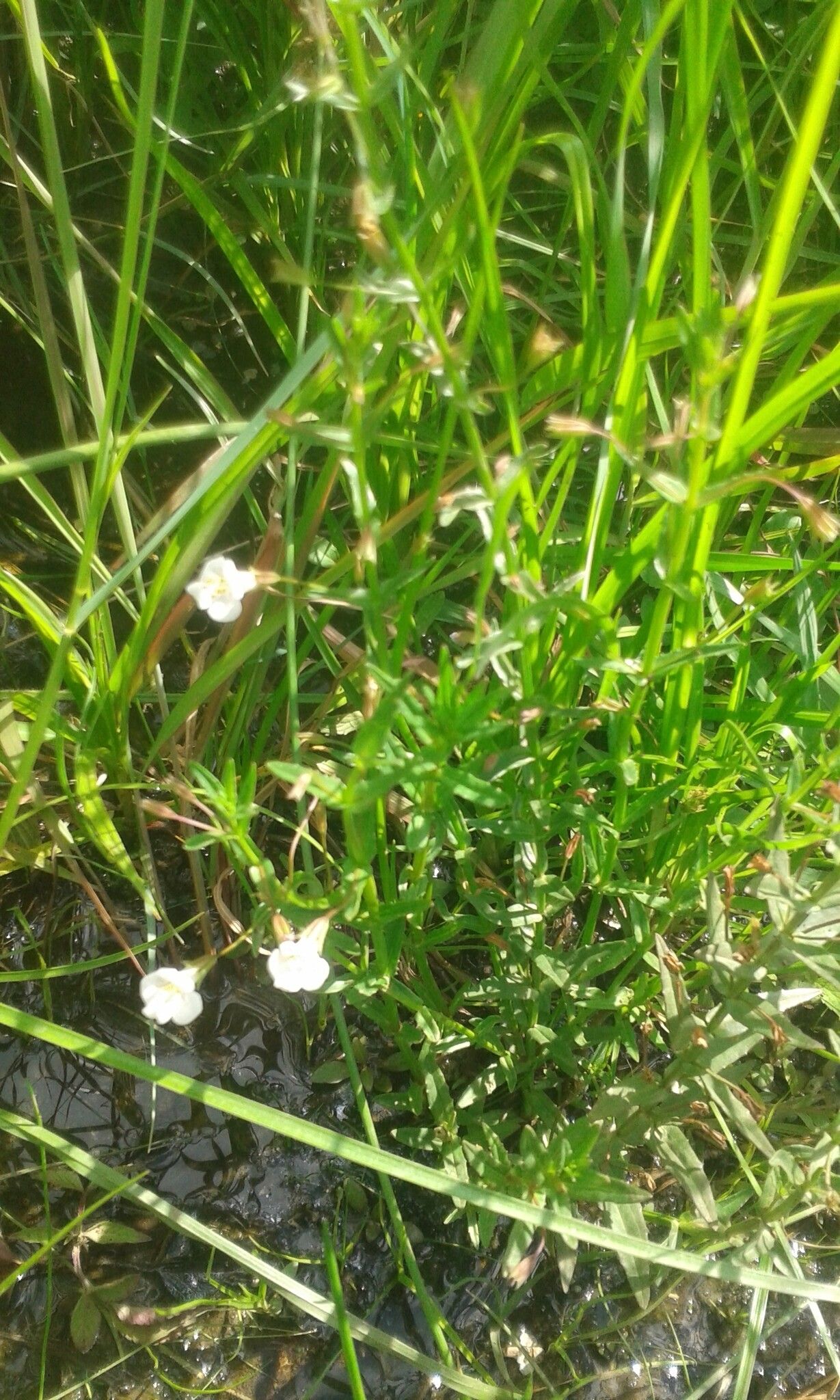 Mimulus gracilis habit