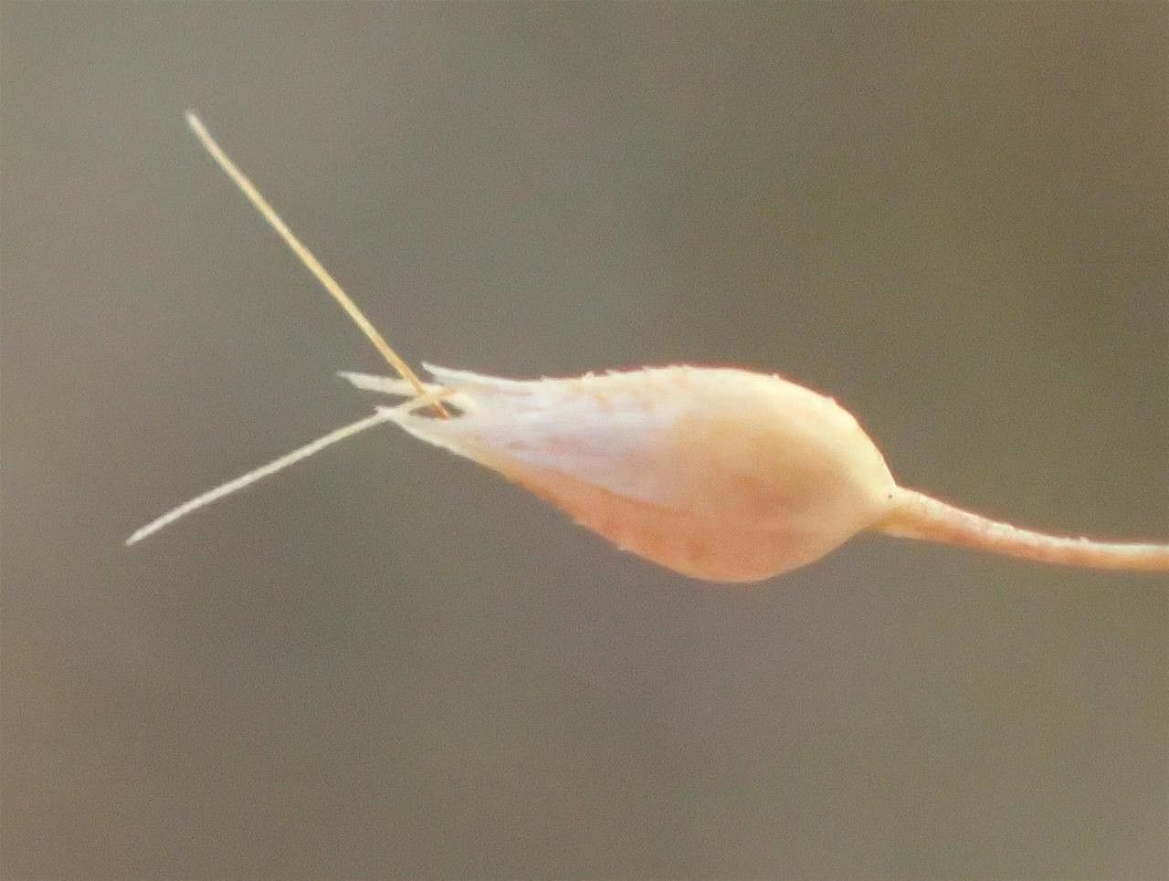 Aira caryophyllea fruit