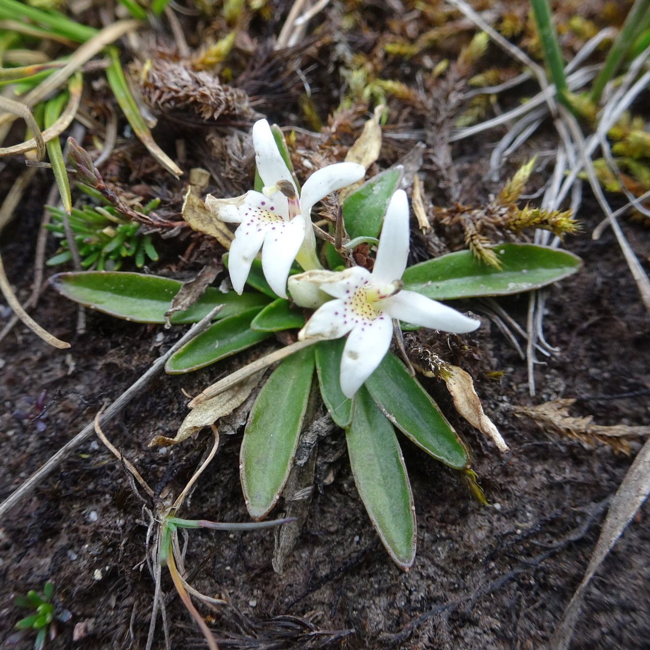 Lysipomia laciniata habit