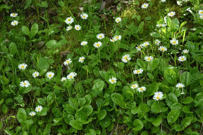 Aster bellidiastrum habit