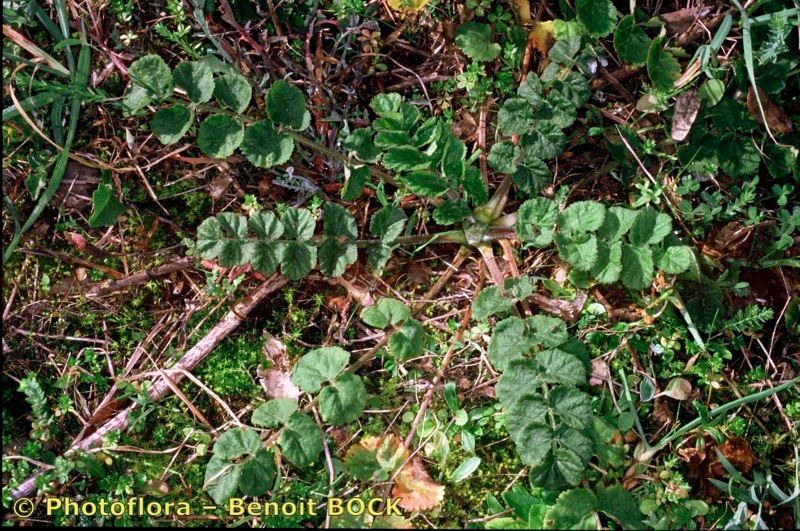 Pimpinella lutea habit