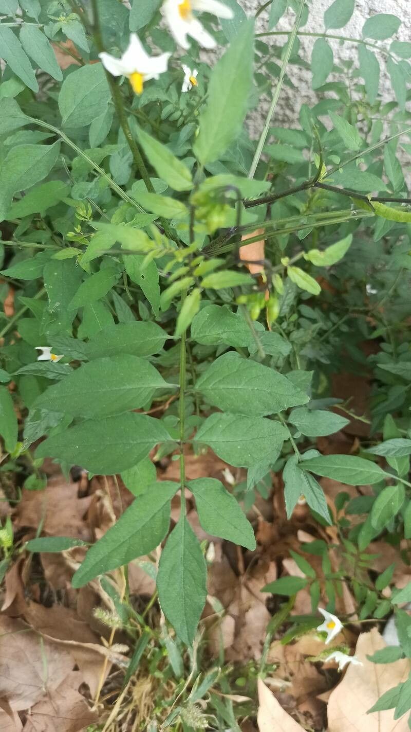 Solanum chacoense leaf