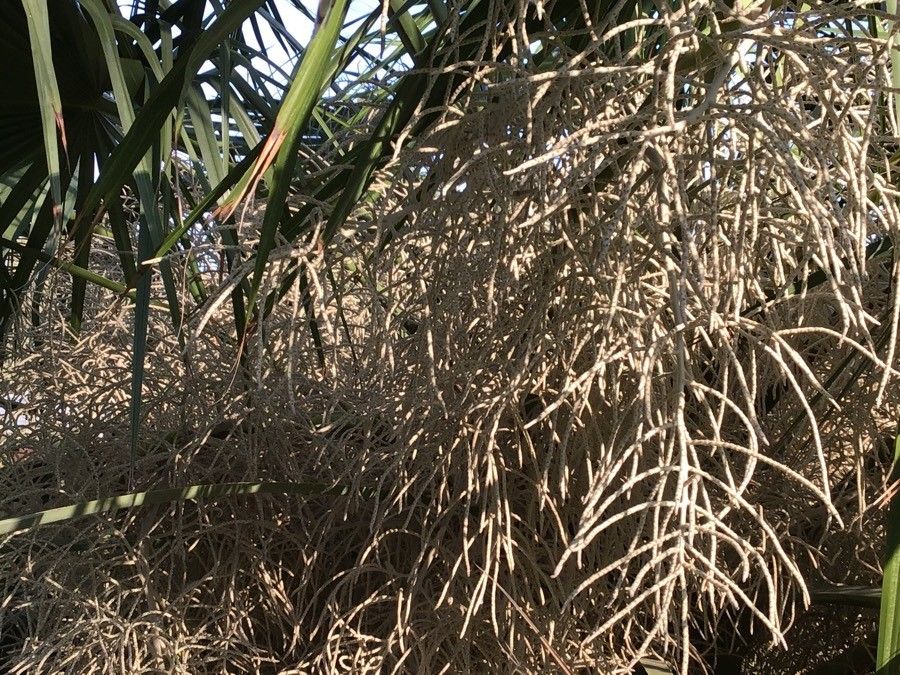 Brahea sarukhanii fruit