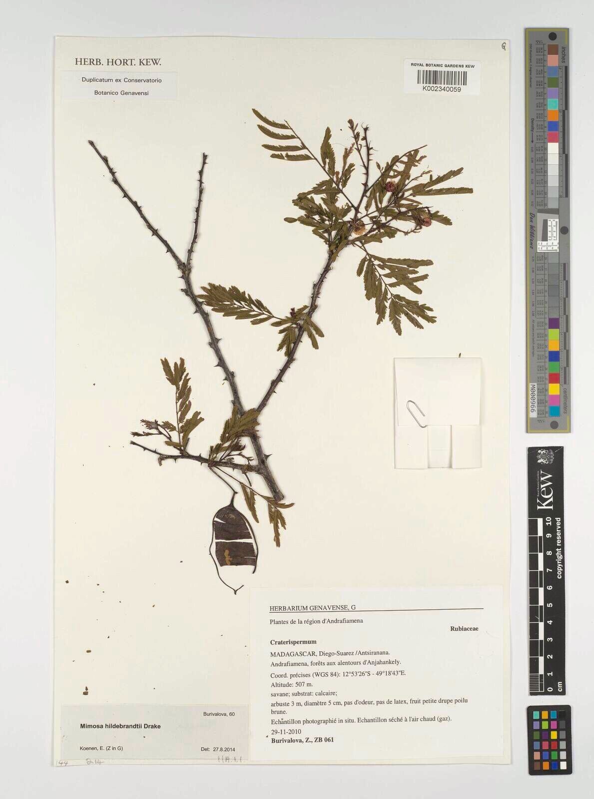 Mimosa hildebrandtii — search result for 'Mimosa'