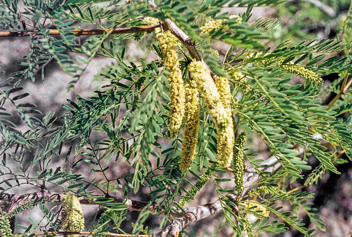 Prosopis glandulosa flower