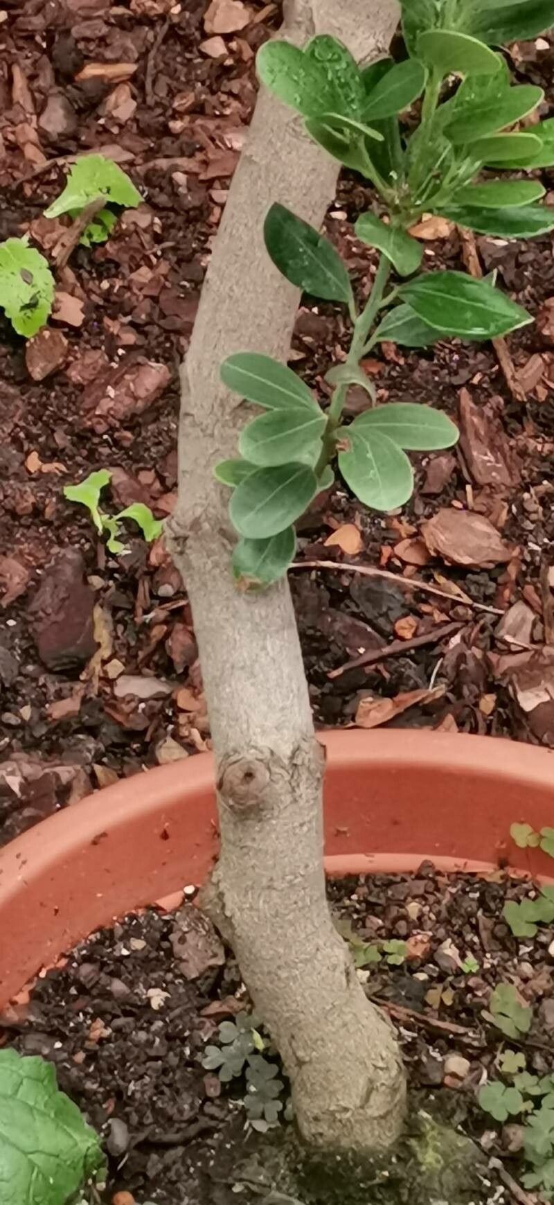 Cinnamomum daphnoides bark