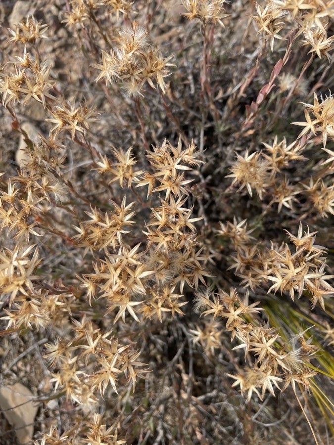 Sedum stelliforme — houseplant care guide