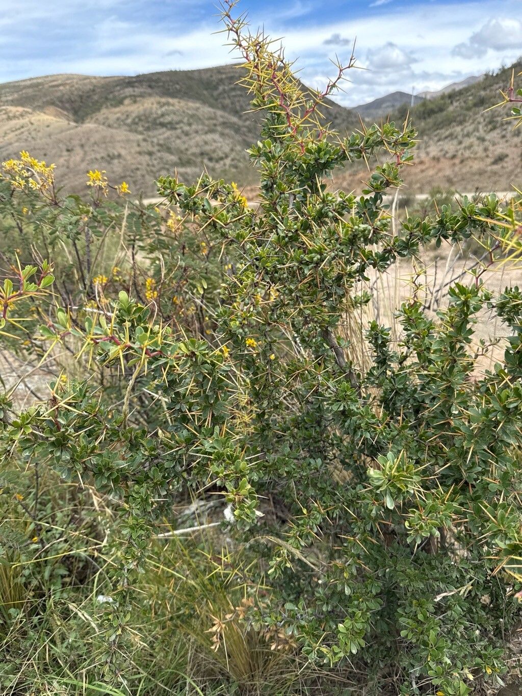 Berberis boliviana — houseplant care guide