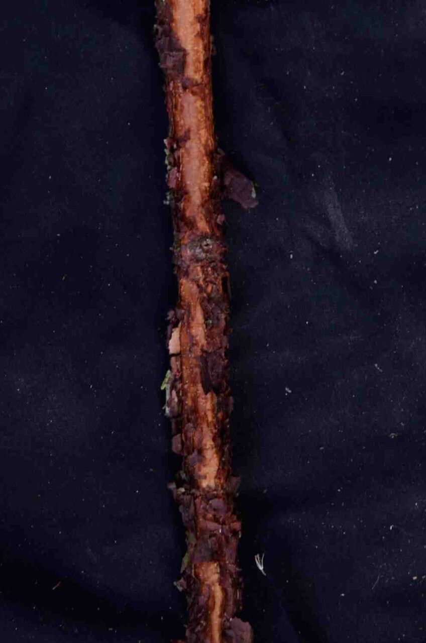 Xylopia brasiliensis bark