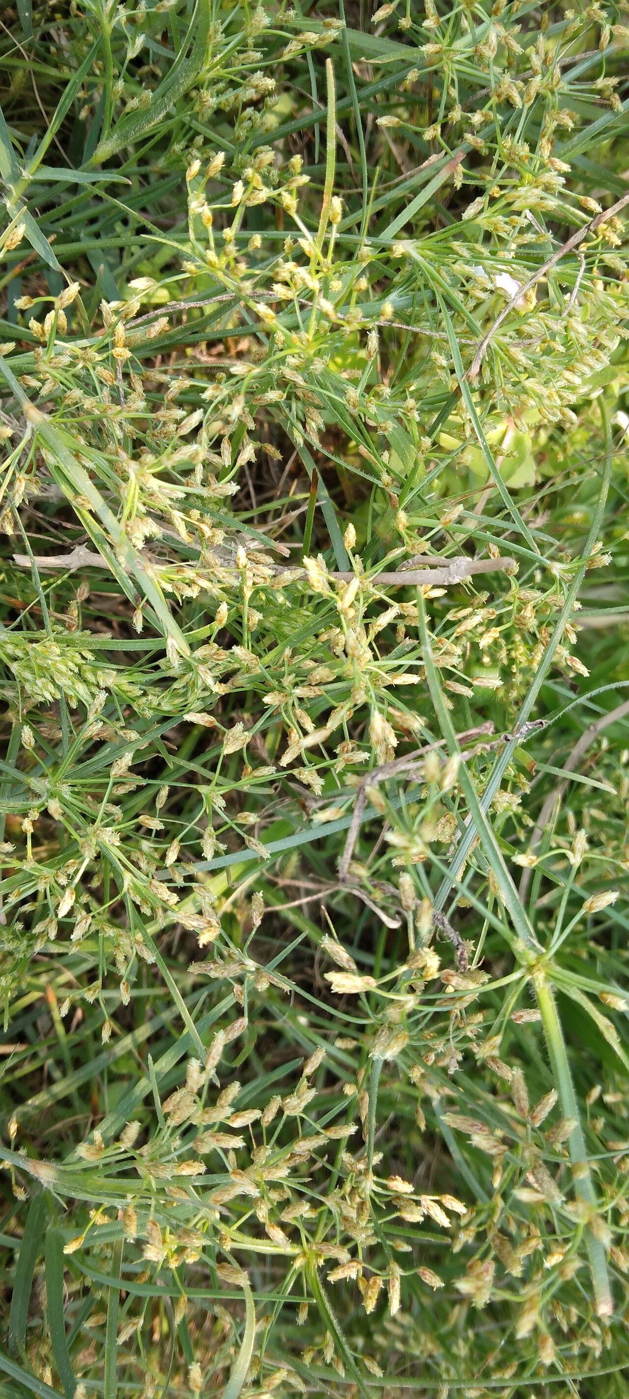 Fimbristylis bisumbellata flower