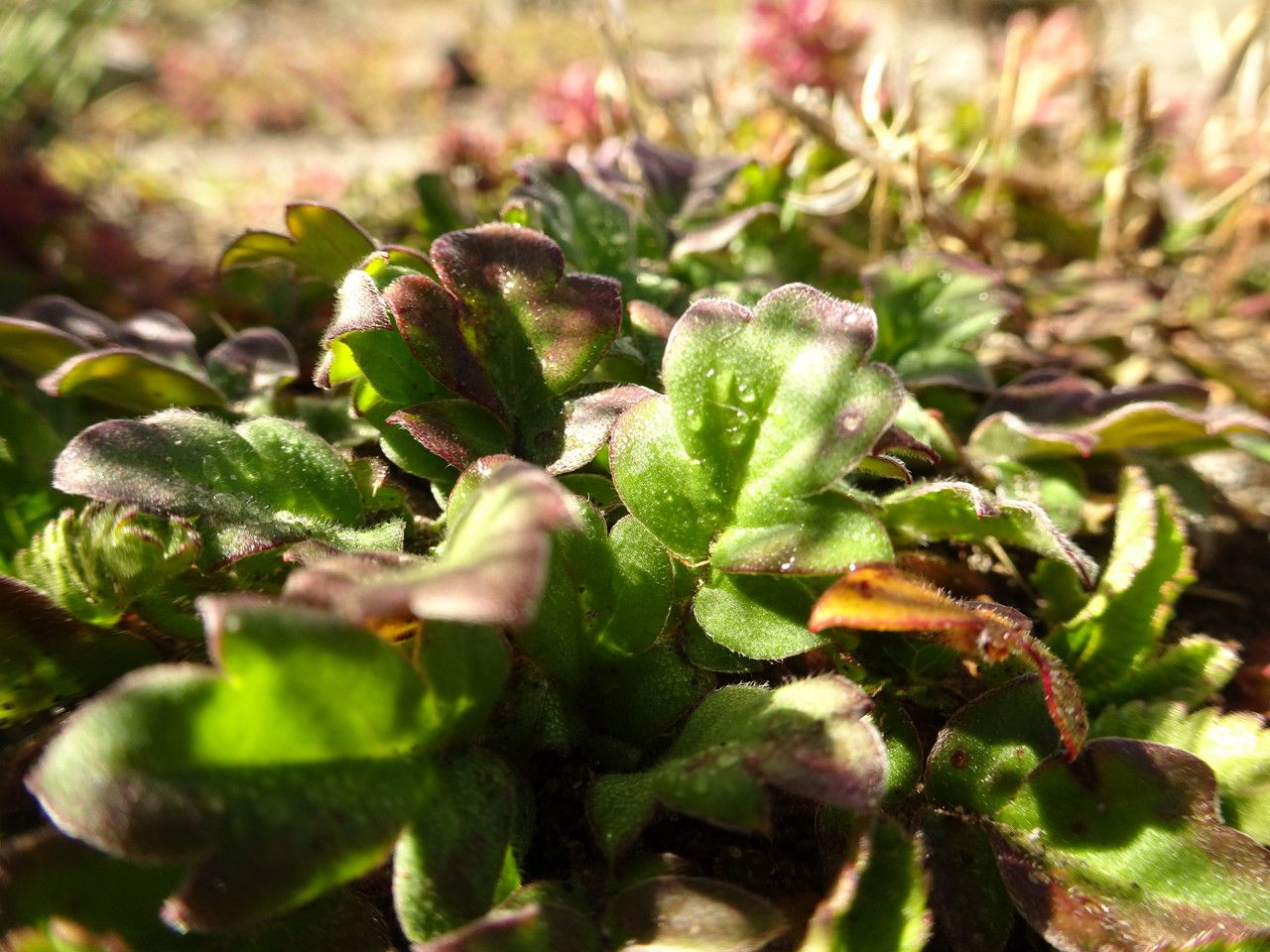Phacelia platycarpa — houseplant care guide