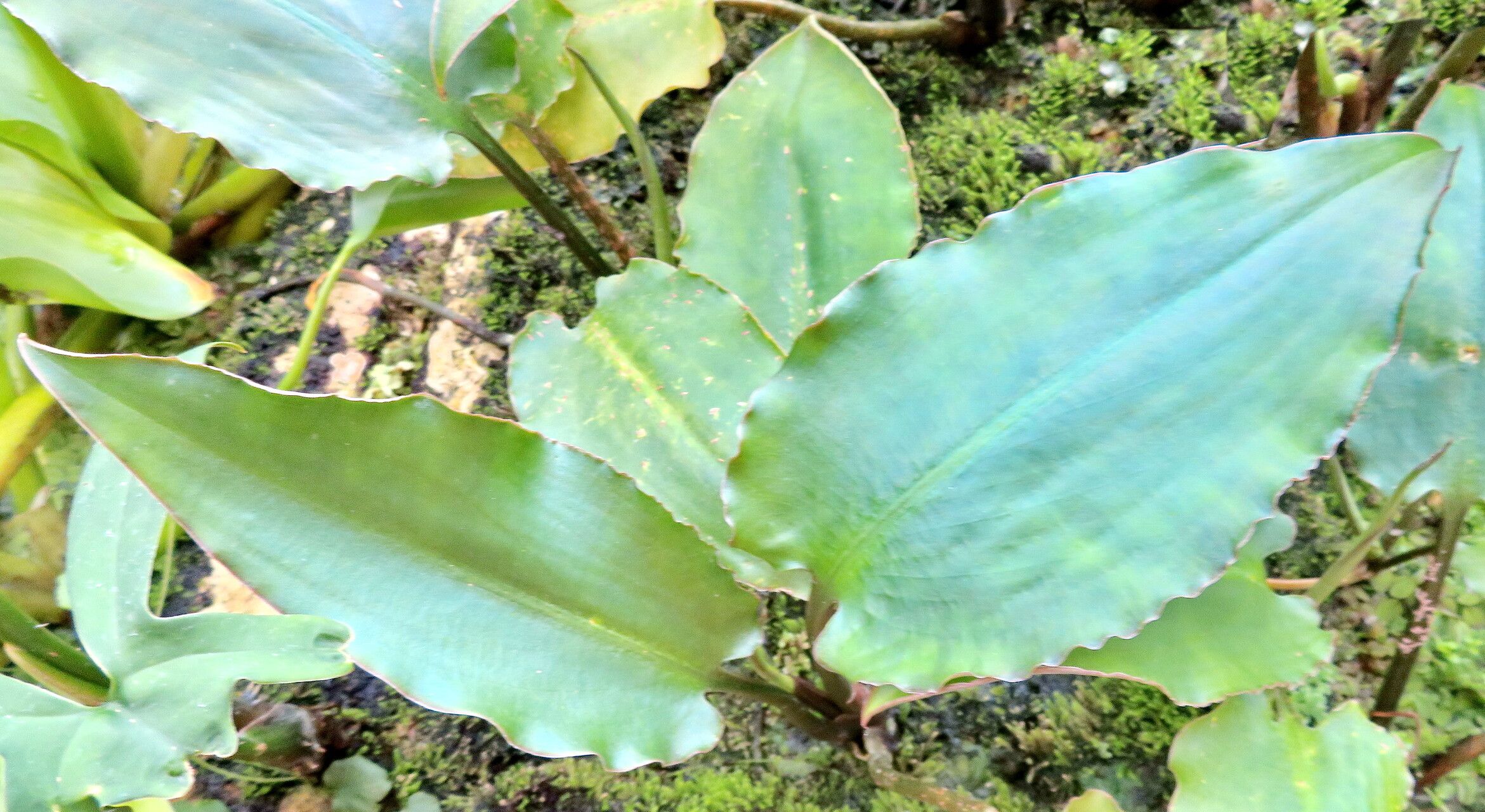 Cryptocoryne ciliata — related species from the same genus