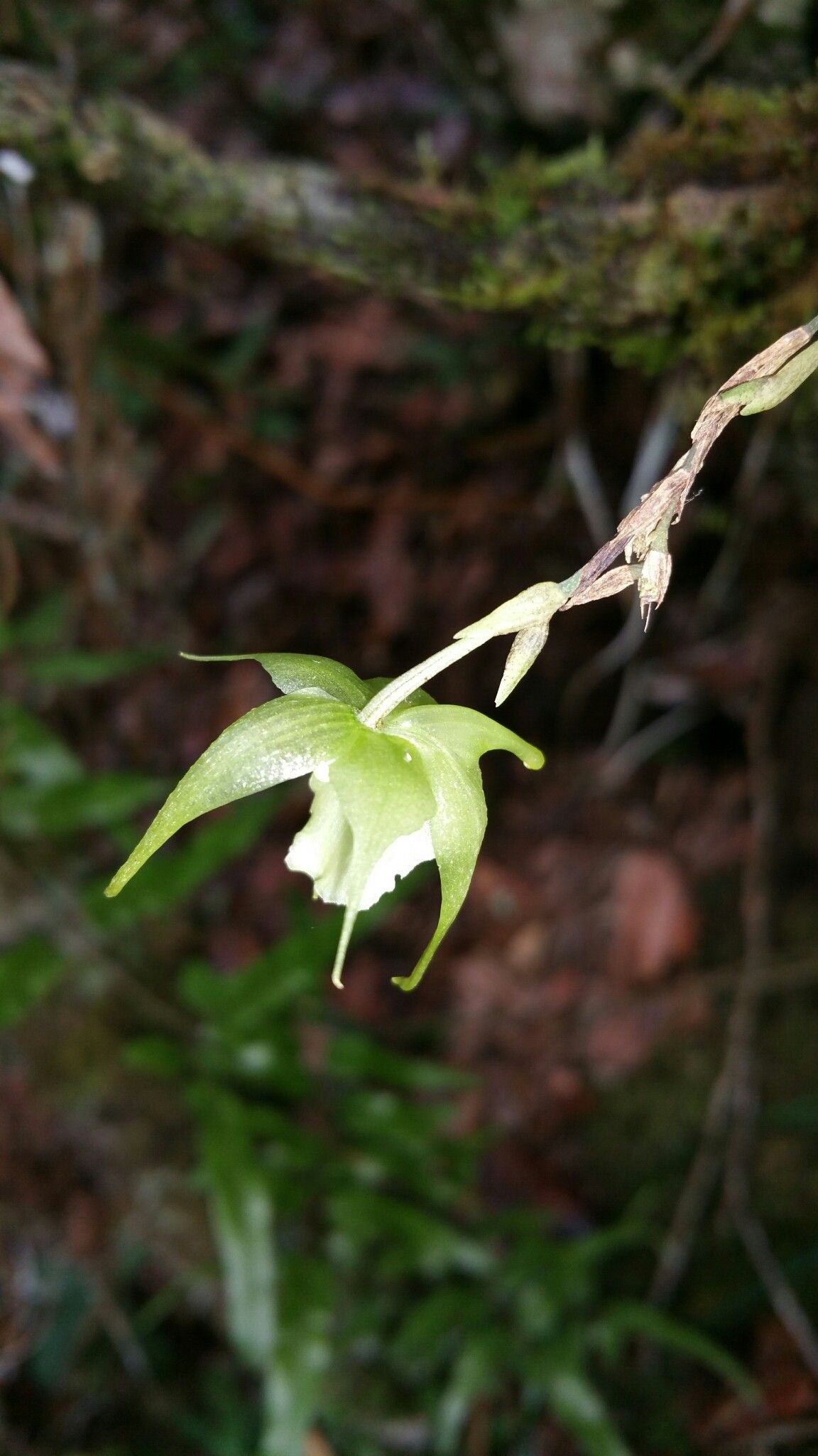 Aeranthes strangulata flower